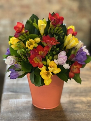 Freesia Pot Arrangement